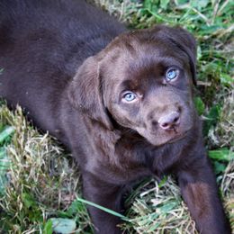 Labrador Retriever Puppies from Pure Joy Labradors