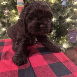 Little Blue - Brown male Cocker Spaniel puppy in Palestine, Texas from Chocolate Cocker Spaniels