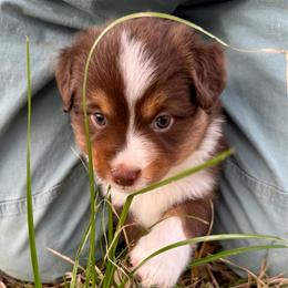 Piper - Red tri male Miniature Australian Shepherd puppy in Hempstead, Texas from Young Gun Aussies
