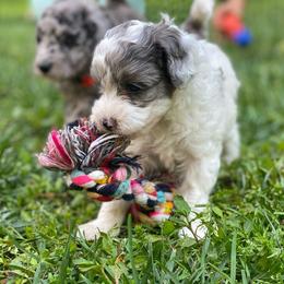 Magnolia - Parti female Goldendoodle puppy in Eaton, Ohio from Dezi’s Sonshine Doodles