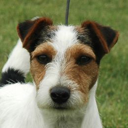 Trouble - Jack Russell Terrier
