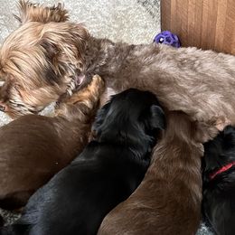 Yorkshire Terriers from Yorkies in Utah