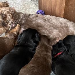 Yorkshire Terriers from Yorkies in Utah