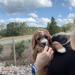 Boy 3 - Red male Cavapoo puppy in Youngsville, North Carolina from Blackberry Hill Doodles