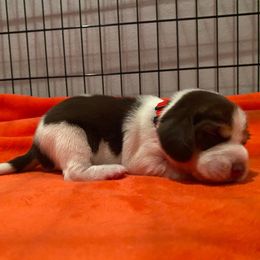 Girl 1 (Brown and White) - Tan and white female Beagle puppy in Crestview, Florida from Alicia's Beagles