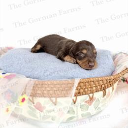Rue - Chocolate and tan female Dachshund puppy in Greenville, North Carolina from The Gorman Farms