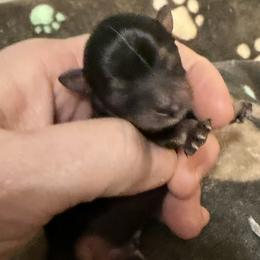 Snow - Black and tan male Chihuahua puppy in Seneca, Missouri from Stephanie’s Puppy Colony