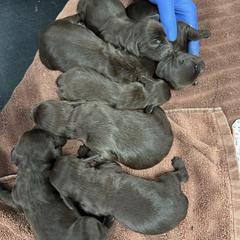 Boykin Spaniel puppies from Red River Boykin Spaniels