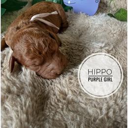 Hippo - Red  female Goldendoodle puppy in Harrisburg, Oregon from Dolly’s Doods