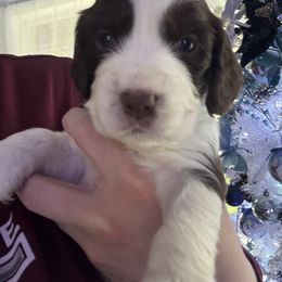 Light blue - White and liver male English Springer Spaniel puppy in Elma, Washington from McCartney Springer’s