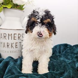 Rad - Tri-color male Bernedoodle puppy in Granton, Wisconsin from Rose River Farms