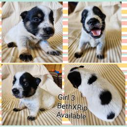 Girl 3 - Blue female Australian Cattle Dog puppy in Bradford, Arkansas from Cedar Rock Heelers and Kelpies