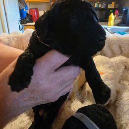 Miss Yellow - Black female Poodle puppy in Parachute, Colorado from shelby ealey