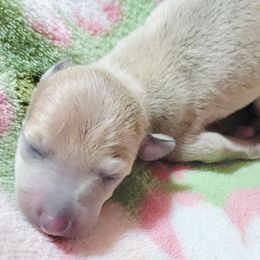 All The DoDa Day Lit Tonight - Fawn male Italian Greyhound puppy in Cadwell, Georgia from All The DoDa Day Italian Greyhounds