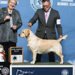 Dory - Labrador Retriever