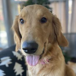 Goldie - Golden Retriever