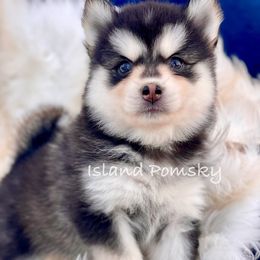 Boba - Black and white female Pomsky puppy in Hawaii from Island Pomskies