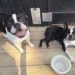 Boston Terriers from Paloma's Legacy Boston Terriers