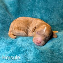 Hercule - Golden male Cockapoo puppy in Sunset, Louisiana from Cano Cockapoos