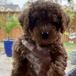 Willow - Red  female Poodle puppy in Kingwood, Texas from Cedar Falls Toy Poodles