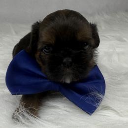 Rolo - Chocolate male Shih Tzu puppy in Columbia, Kentucky from Lisa Bandy Luxe Shih Tzu