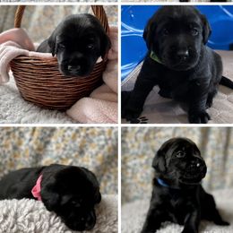 Labrador Retrievers from El Dorado Labradors