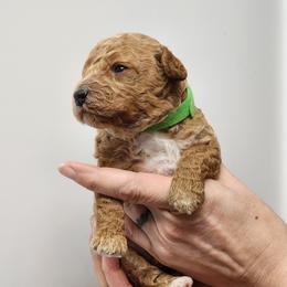 Gingerbread - Apricot male Poodle puppy in Hoagland, Indiana from Kandyland Kennels