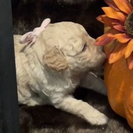 Poodle Puppies from Champion Poodles