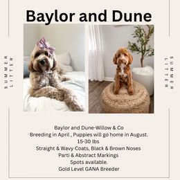 Goldendoodle puppies from Wild Acres Goldendoodles