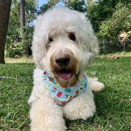 Pearl - Australian Labradoodle