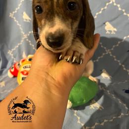 Rolo - shade red brindle piebald SH male - Brindle male Dachshund puppy in East Dover, Vermont from Audet’s Mini Dachshunds