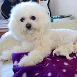 Girl1 - White female Bichon Frise puppy in Selma, North Carolina from Havenkennels