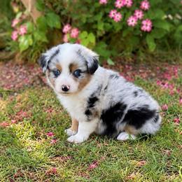 Hennessy - Blue merle male Australian Shepherd puppy in Howardsville, Virginia from Spectacular Aussies and Cavaliers
