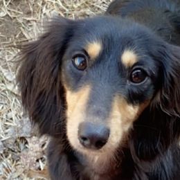 Dachshunds from Mother of Dachshunds