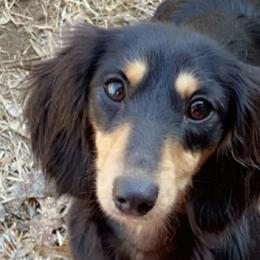 Dachshunds from Mother of Dachshunds