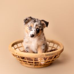 Australian Shepherd Puppies from Morton’s Farm