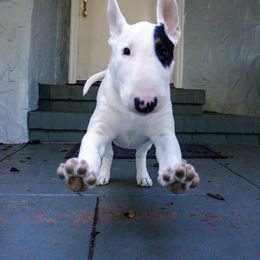 Bull Terrier Puppies from Old England Bull Terriers