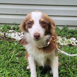 Coco - Miniature Australian Shepherd