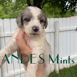 Aussiedoodle and Australian Shepherd Puppies from Rainbow Ranch