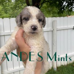 Aussiedoodle and Australian Shepherd Puppies from Rainbow Ranch