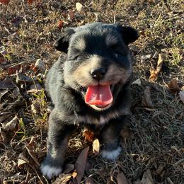 Tala - Tri-color female Pomsky puppy in Raymondville, Missouri from Pampered Pomskies