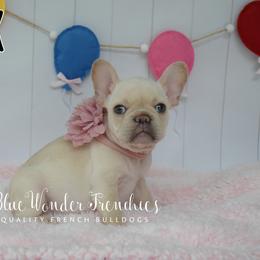 Nyx - White female French Bulldog puppy in Loxahatchee, Florida from Blue Wonder Frenchies