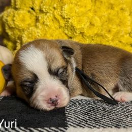Black Male - Sable male Pembroke Welsh Corgi puppy in Mcarthur, Ohio from Bentley Corgis LLC