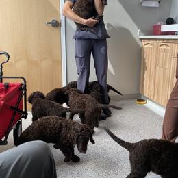 Curly-Coated Retriever Puppies from Betacoil Curly Coated Retrievers