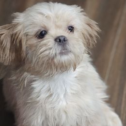 Teddy - Cream and white male Shih Tzu puppy in Victorville, California from RUMBLE n TUMBLE