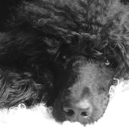 Sparrow - Poodle