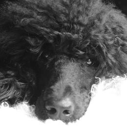 Sparrow - Poodle