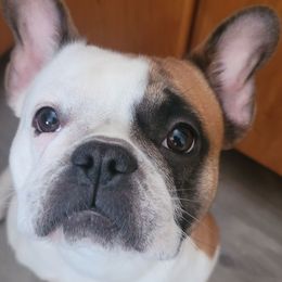 Ginger - French Bulldog