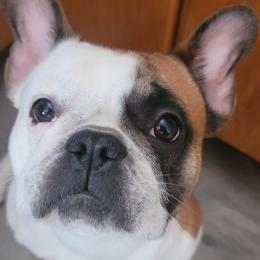 Ginger - French Bulldog