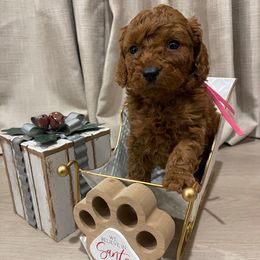 Penny-Pink Collar - Brown female Cavapoo puppy in Ferndale, Washington from Cavakennels.pnw